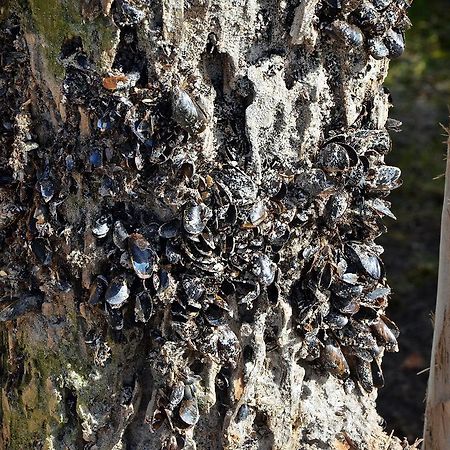 Hotel Haus Kranich Prerow Kültér fotó